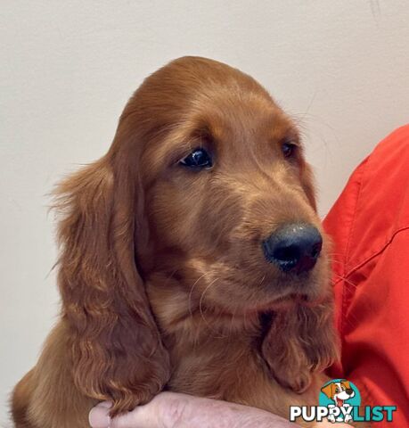 Irish (Red) Setter puppies