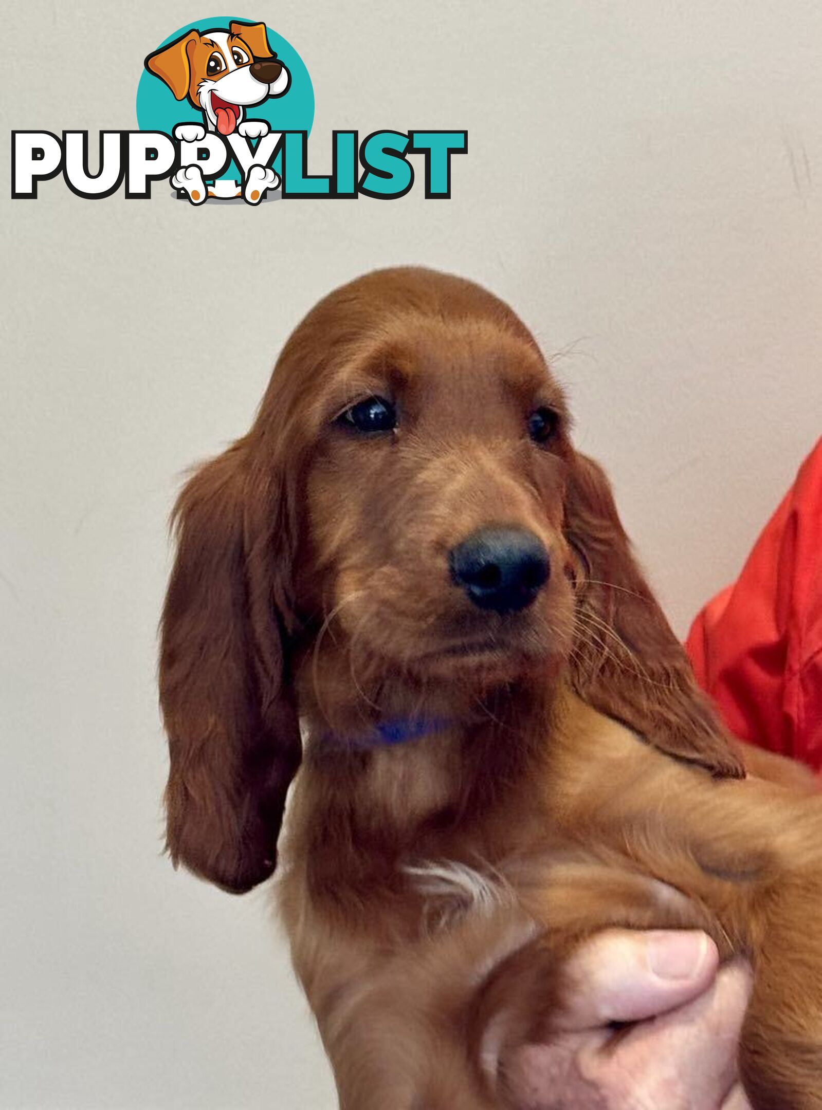 Irish (Red) Setter puppies