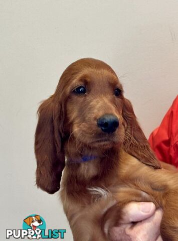 Irish (Red) Setter puppies