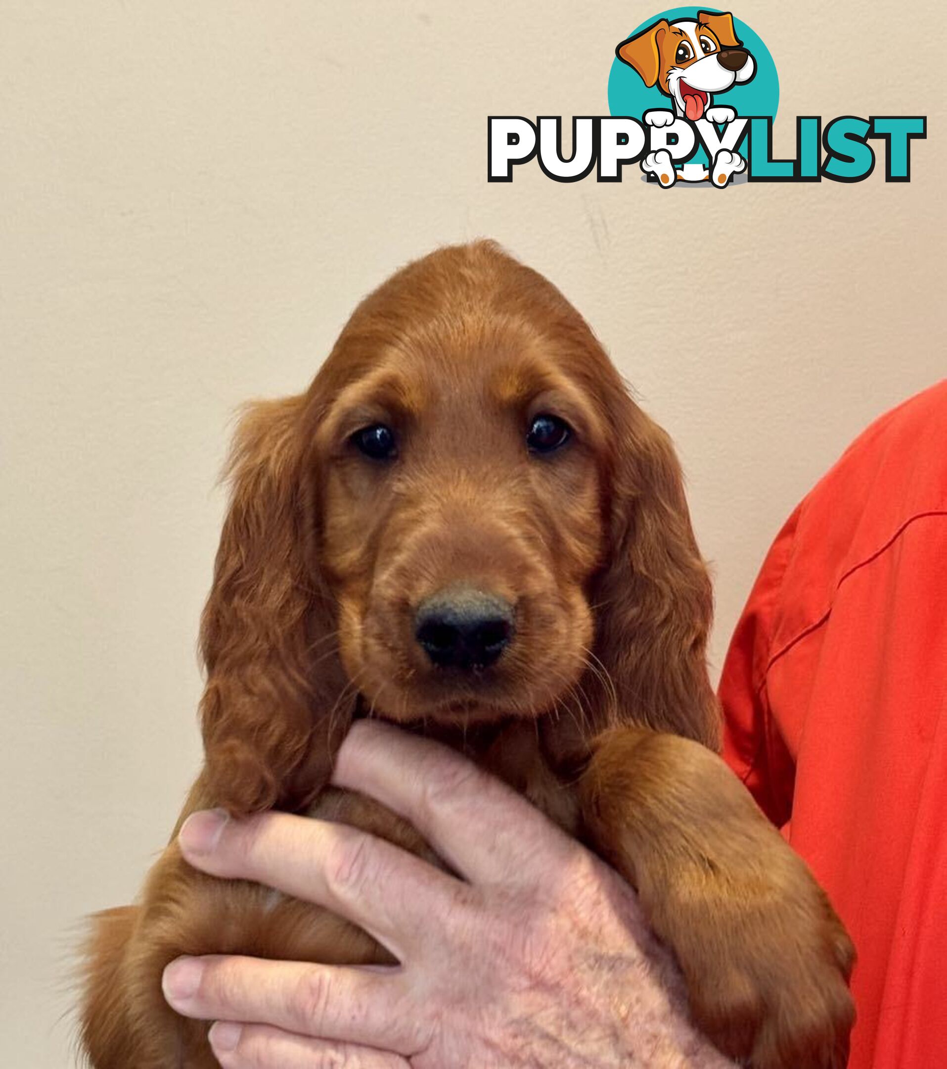 Irish (Red) Setter puppies