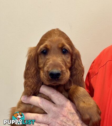 Irish (Red) Setter puppies