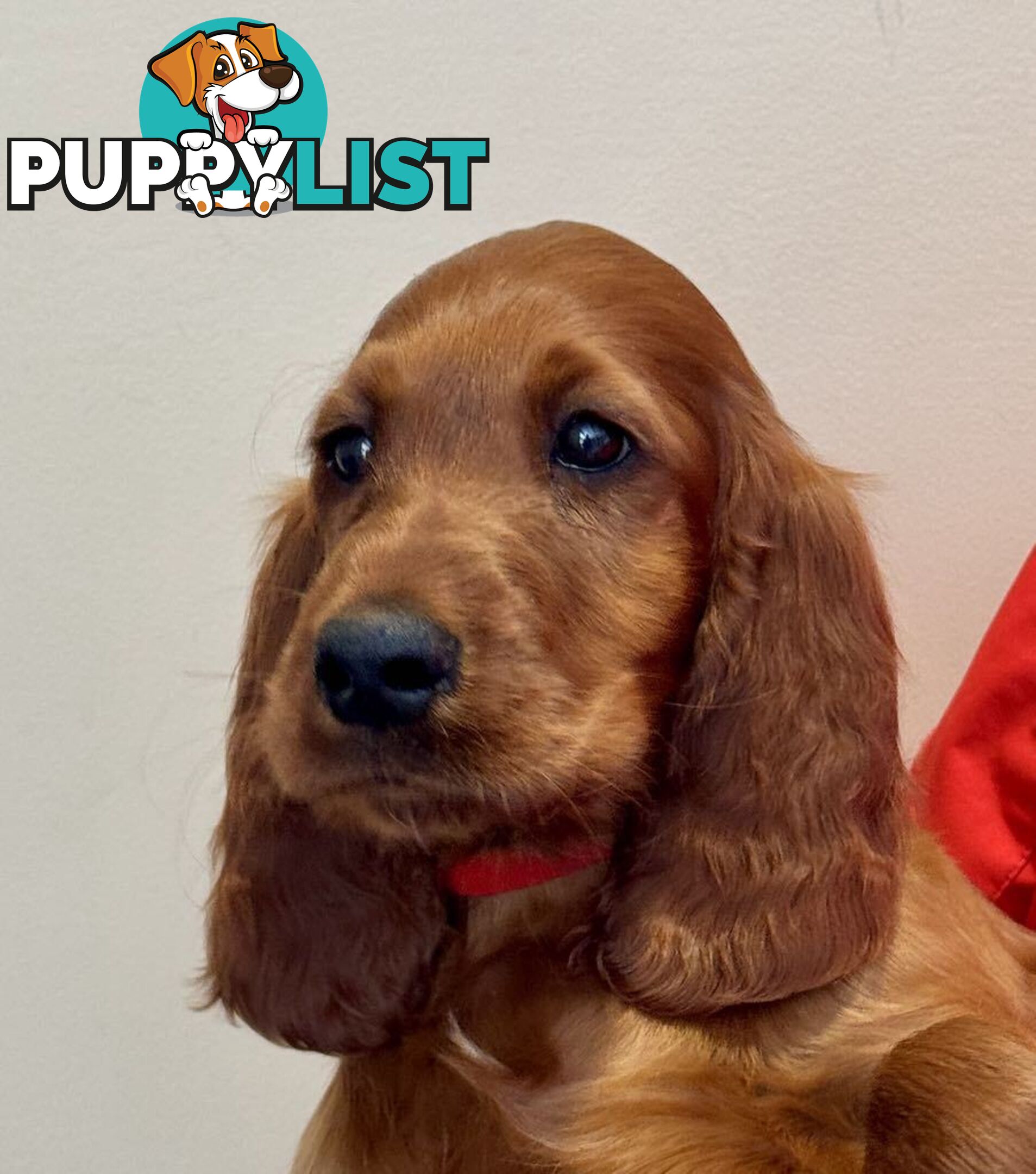 Irish (Red) Setter puppies