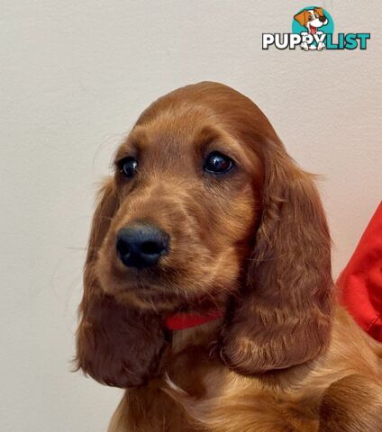 Irish (Red) Setter puppies