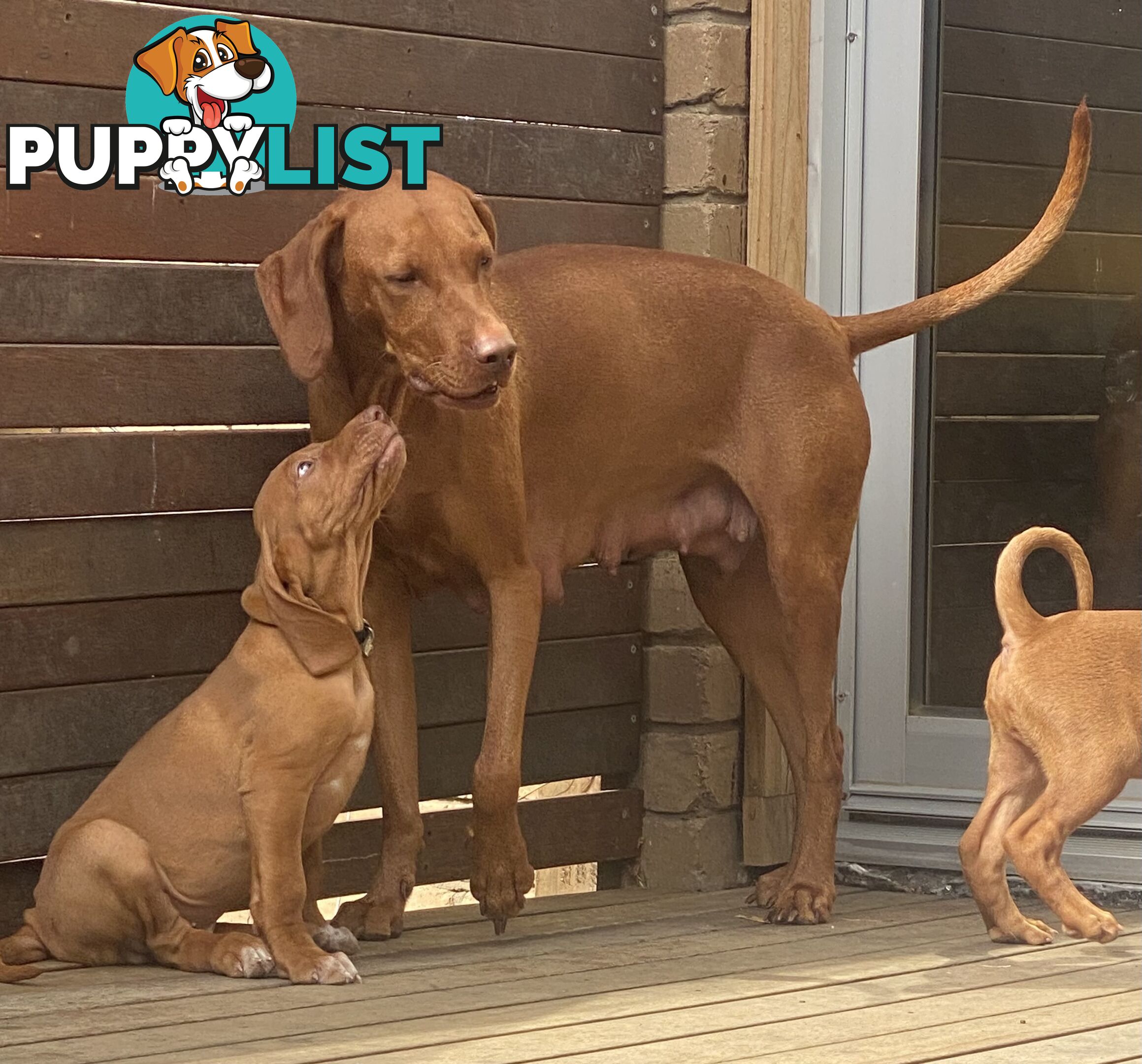 Hungarian vizsla puppies