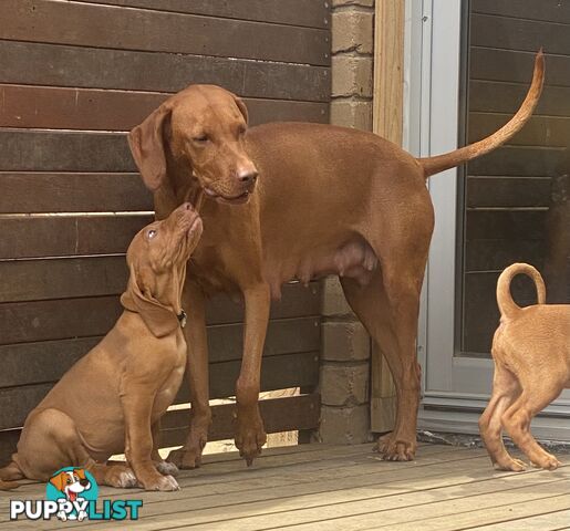 Hungarian vizsla puppies