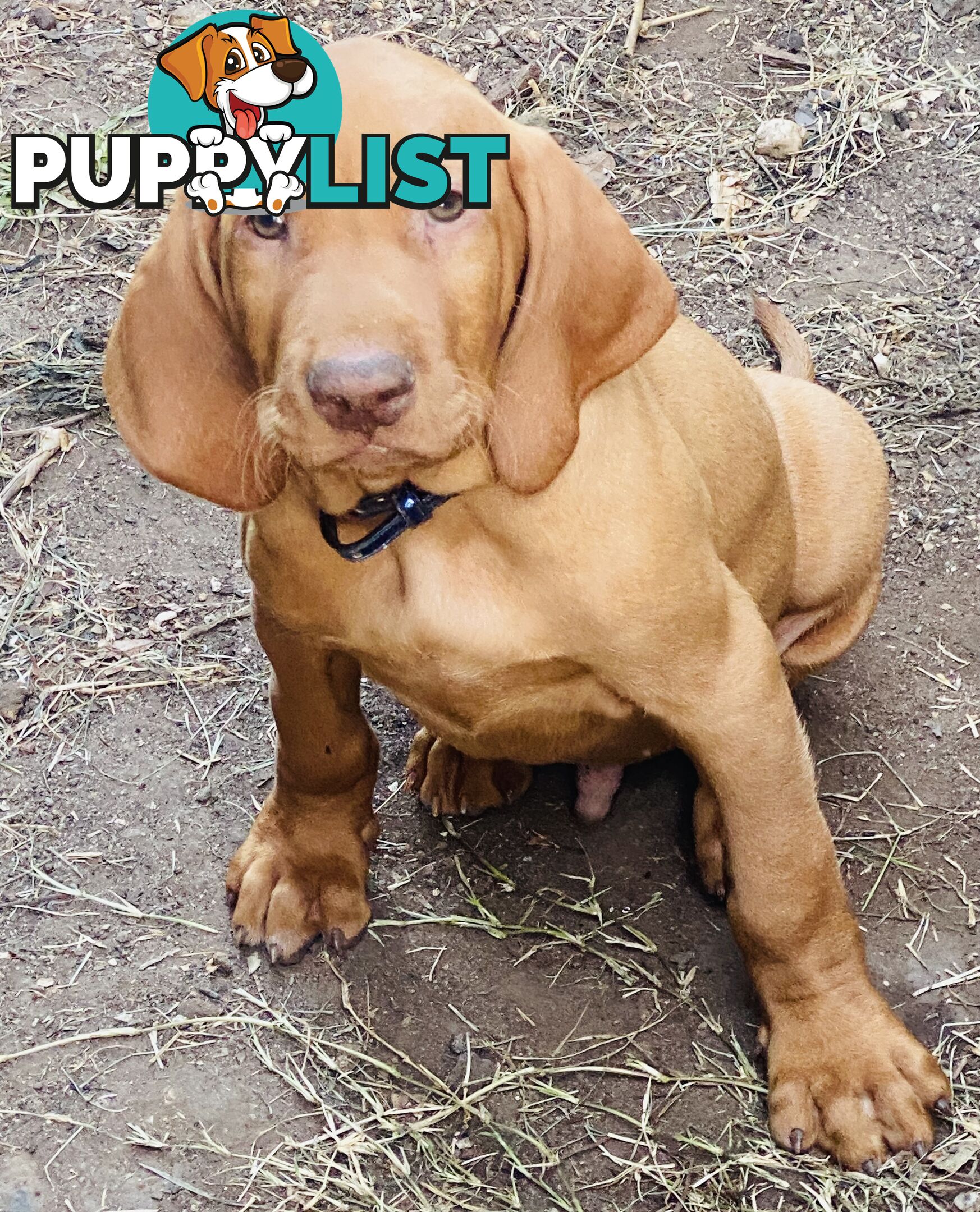 Hungarian vizsla puppies