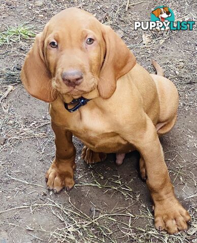 Hungarian vizsla puppies