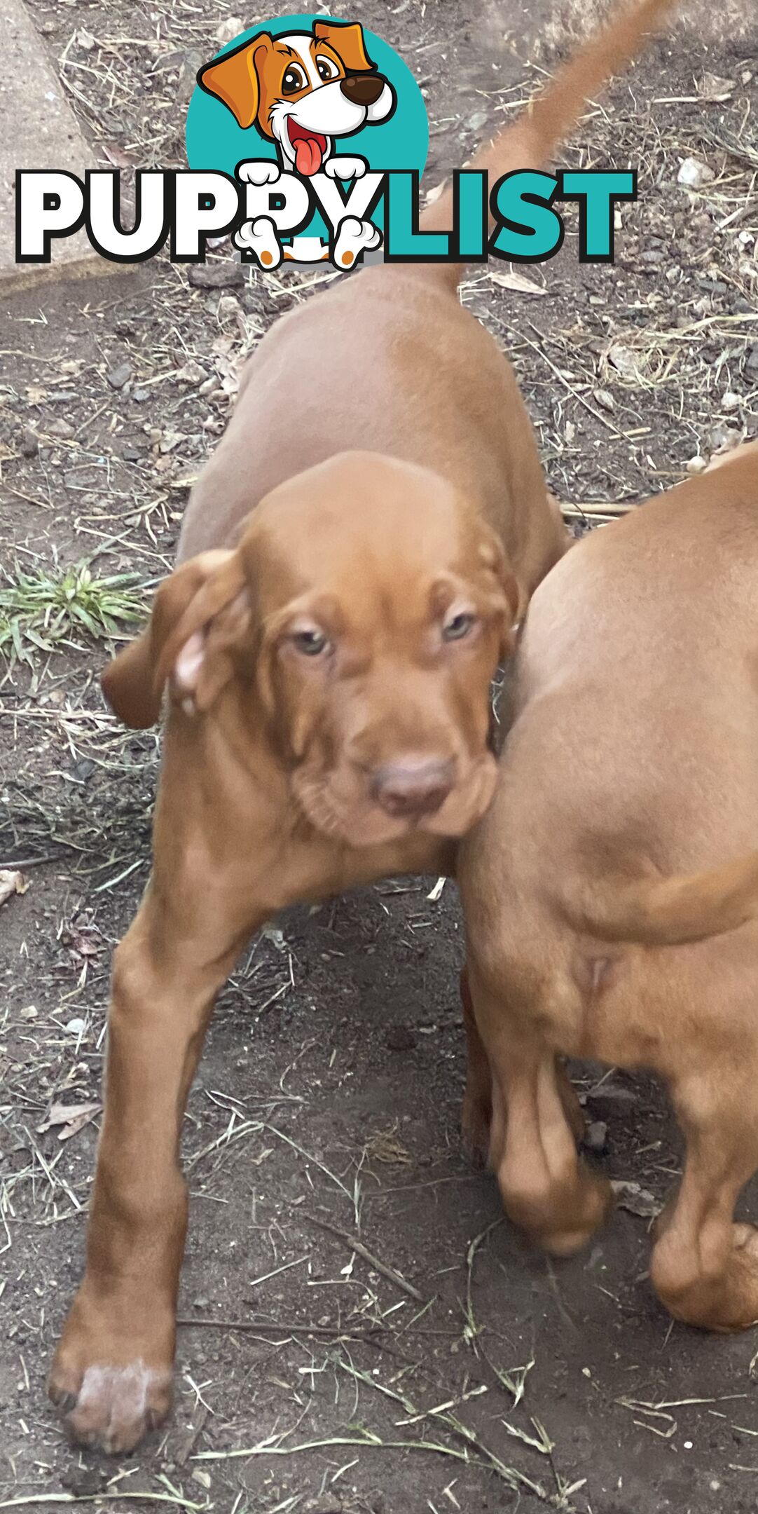 Hungarian vizsla puppies