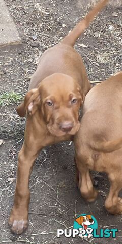 Hungarian vizsla puppies