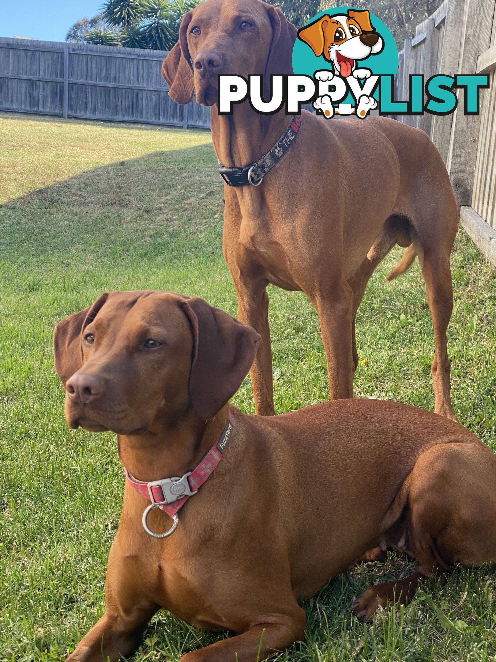 Hungarian vizsla puppies