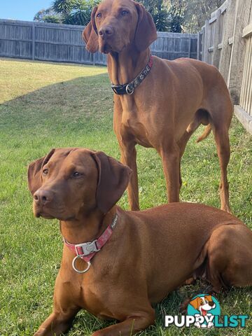 Hungarian vizsla puppies