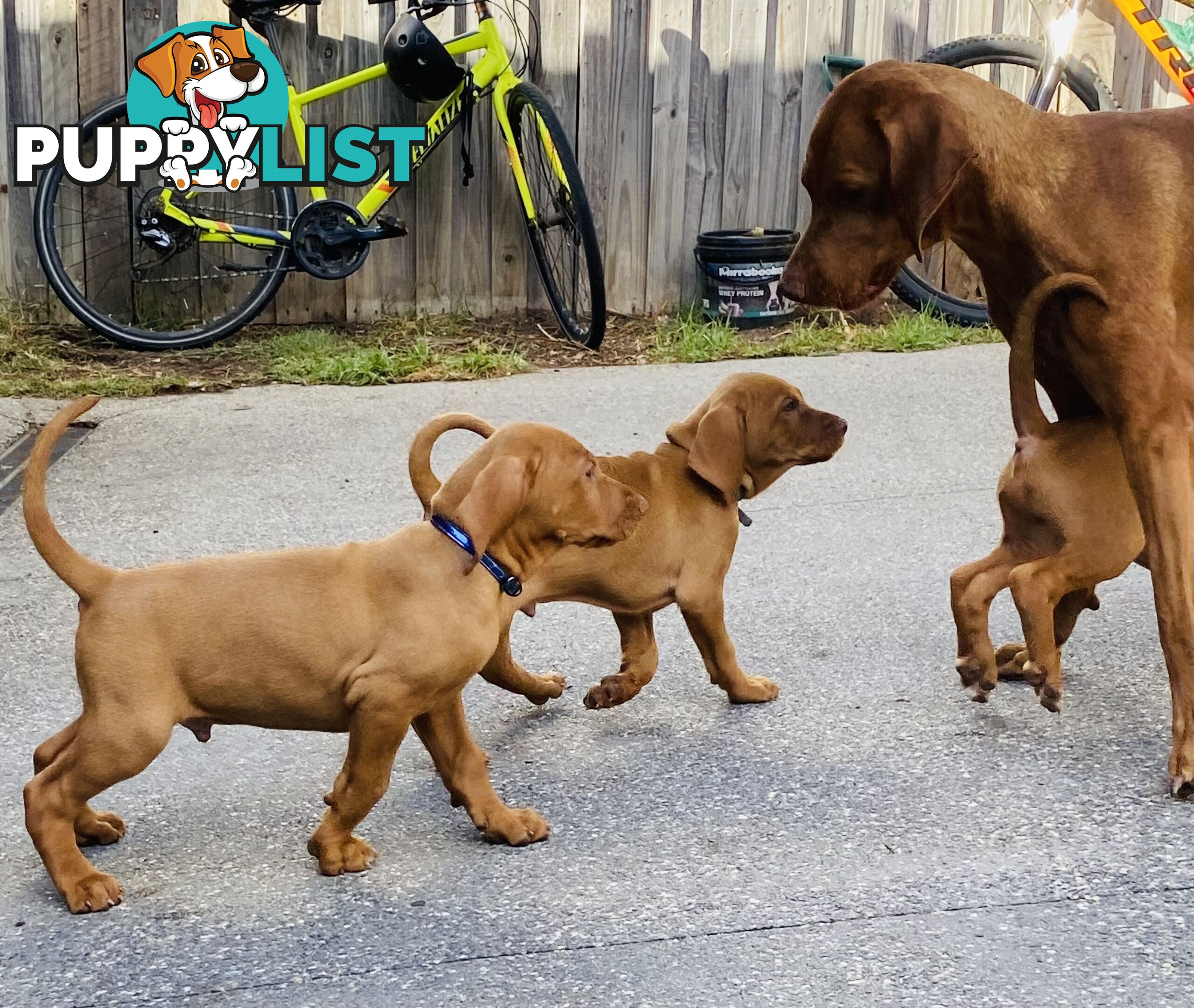 Hungarian vizsla puppies