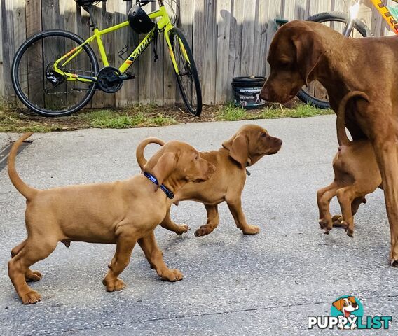 Hungarian vizsla puppies