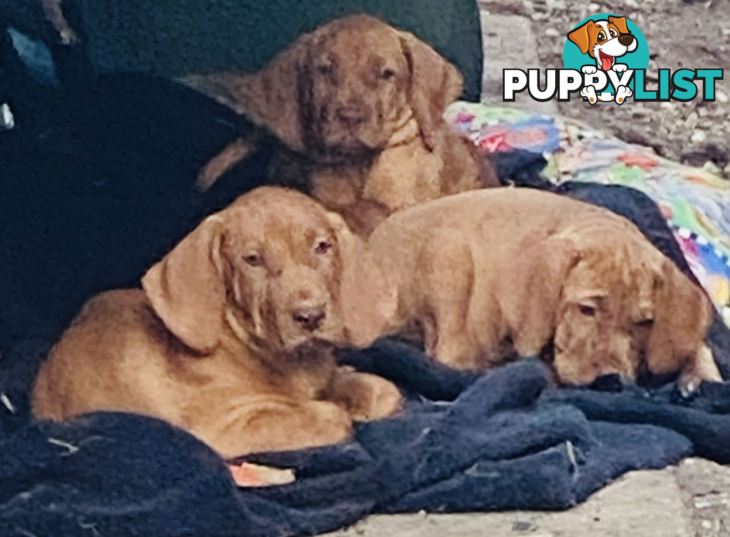 Hungarian vizsla puppies