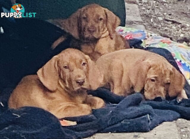 Hungarian vizsla puppies