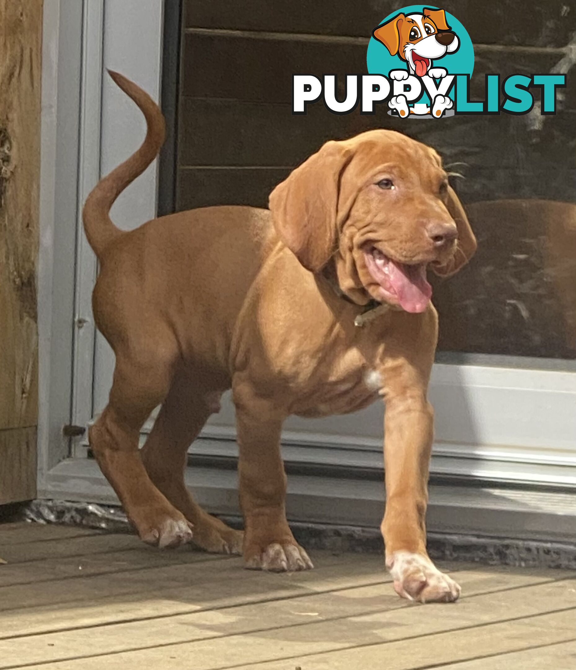 Hungarian vizsla puppies