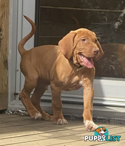 Hungarian vizsla puppies