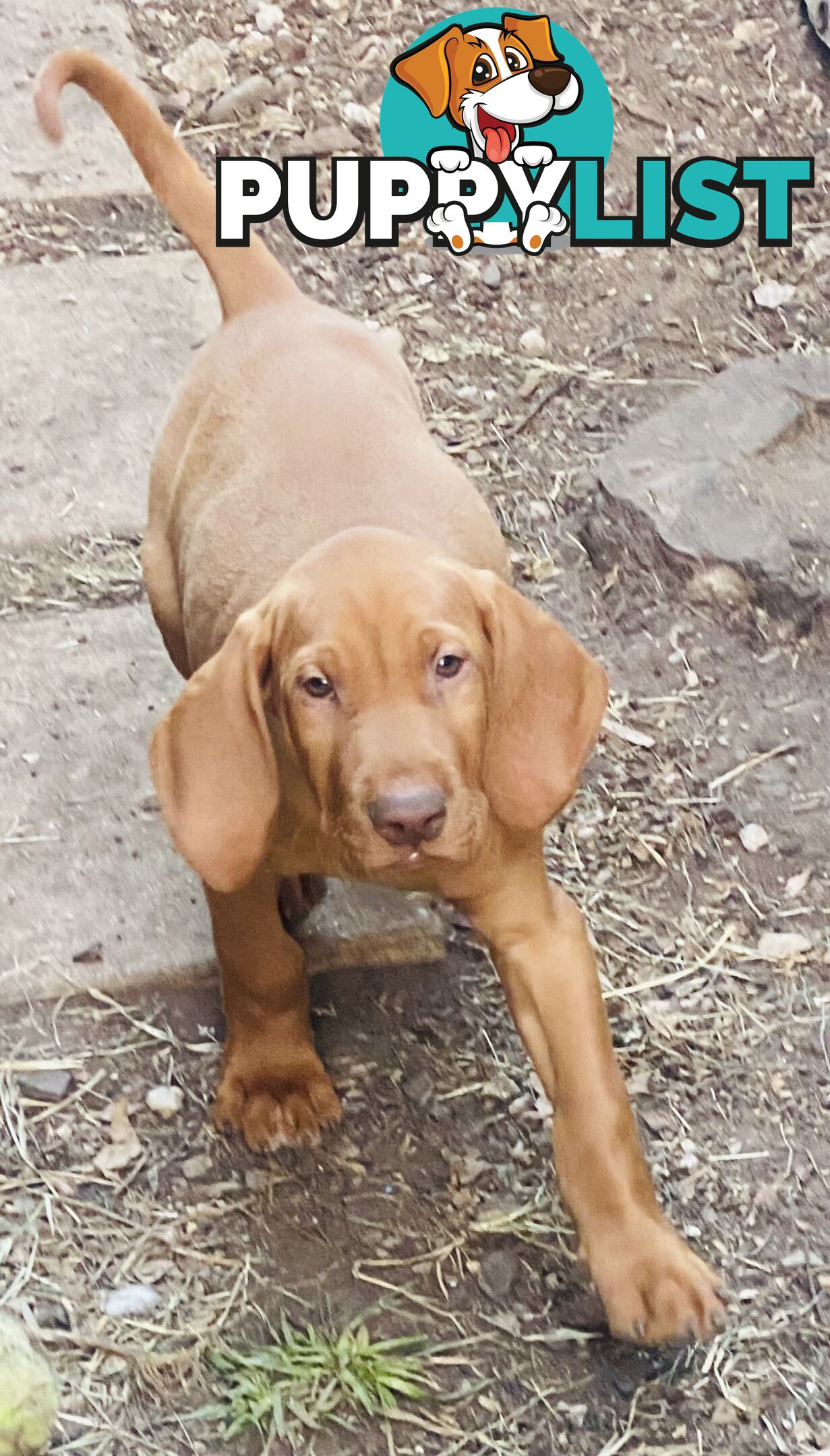 Hungarian vizsla puppies