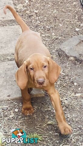 Hungarian vizsla puppies