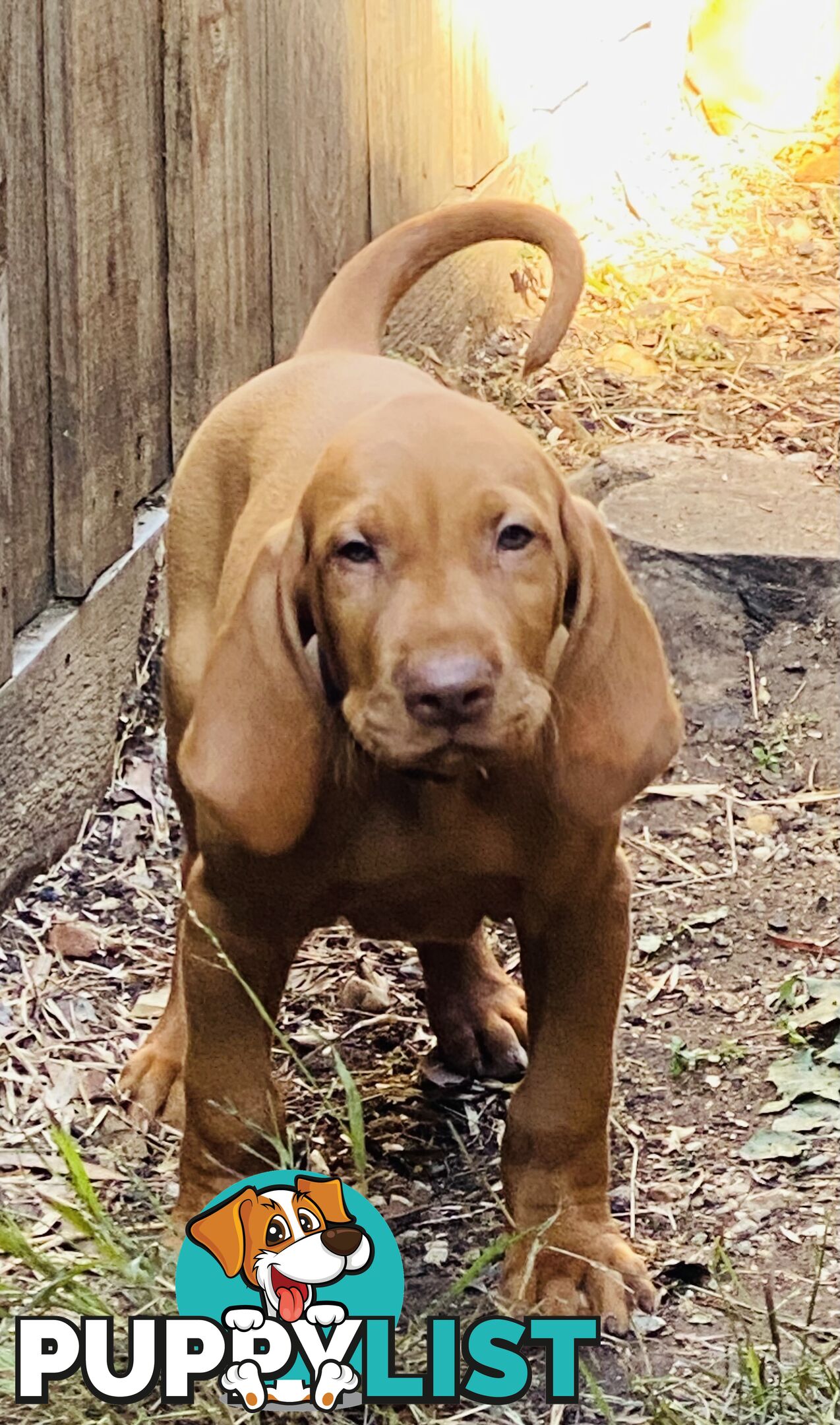 Hungarian vizsla puppies