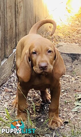 Hungarian vizsla puppies