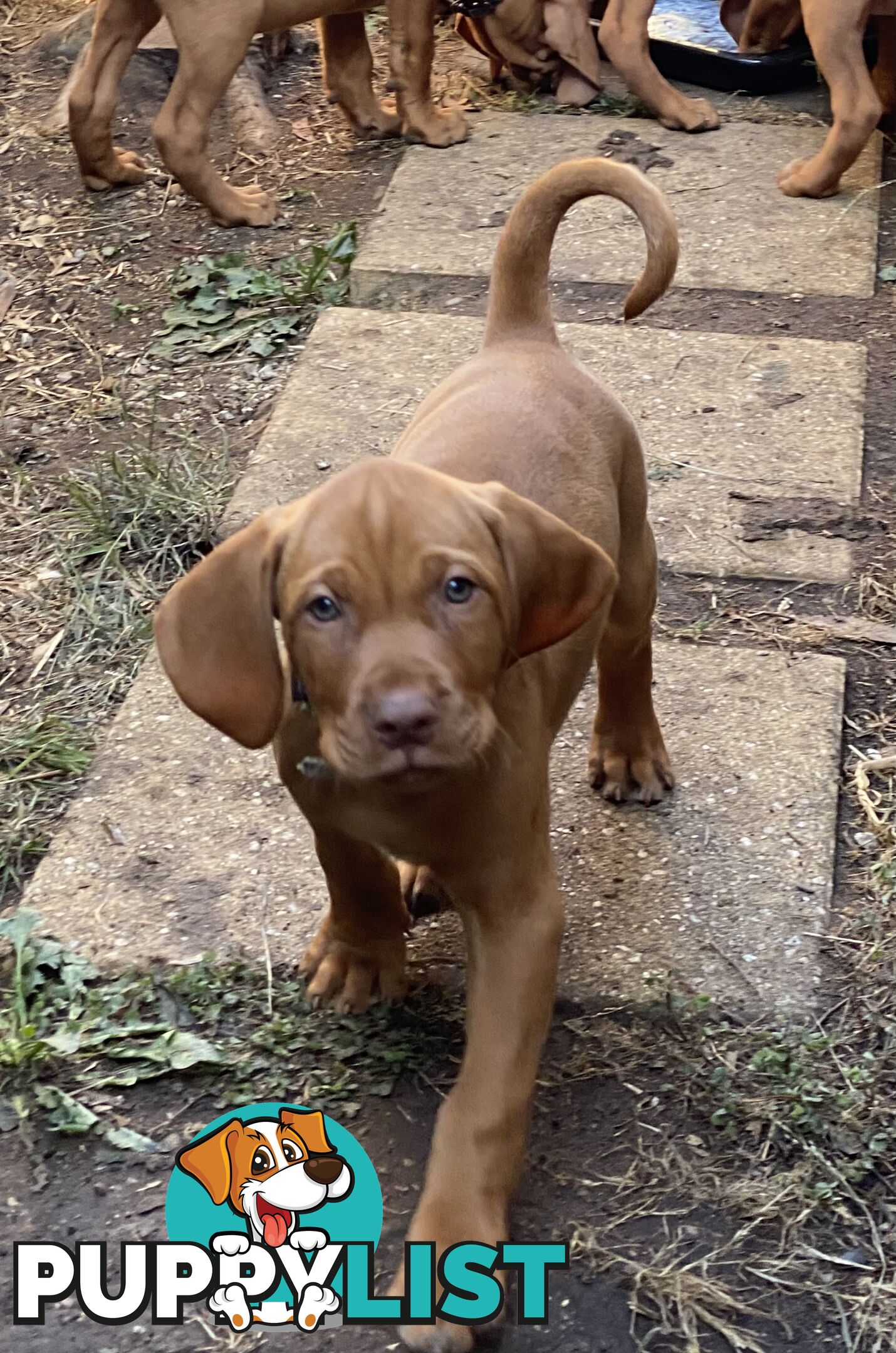 Hungarian vizsla puppies