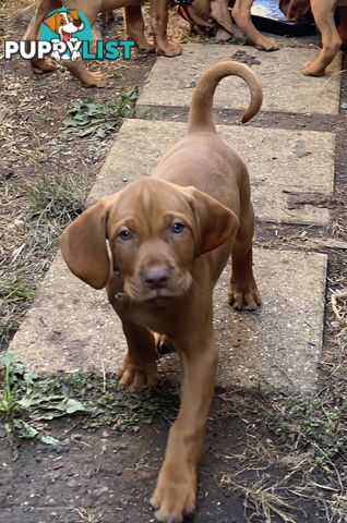 Hungarian vizsla puppies