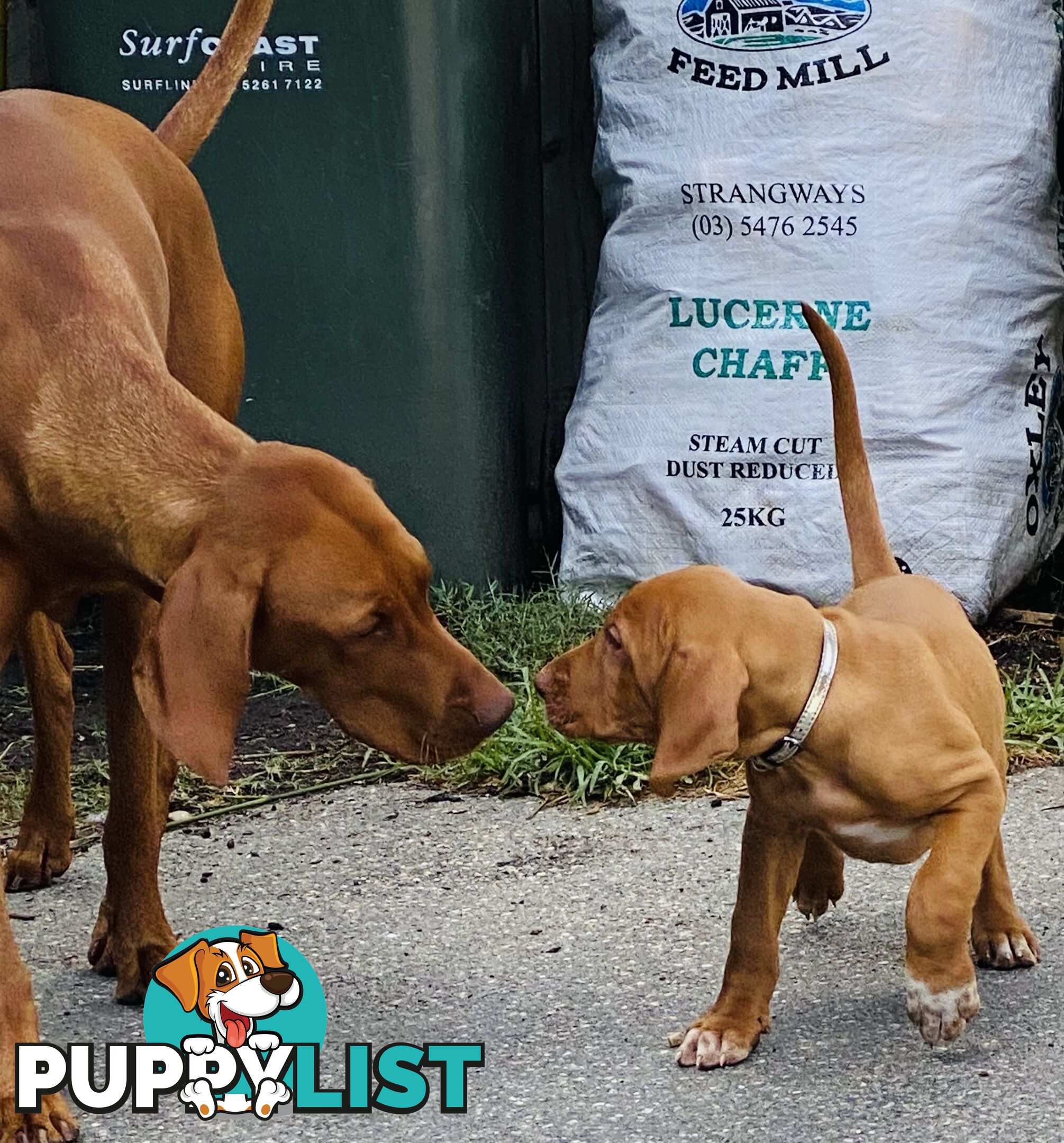 Hungarian vizsla puppies