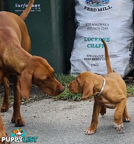 Hungarian vizsla puppies