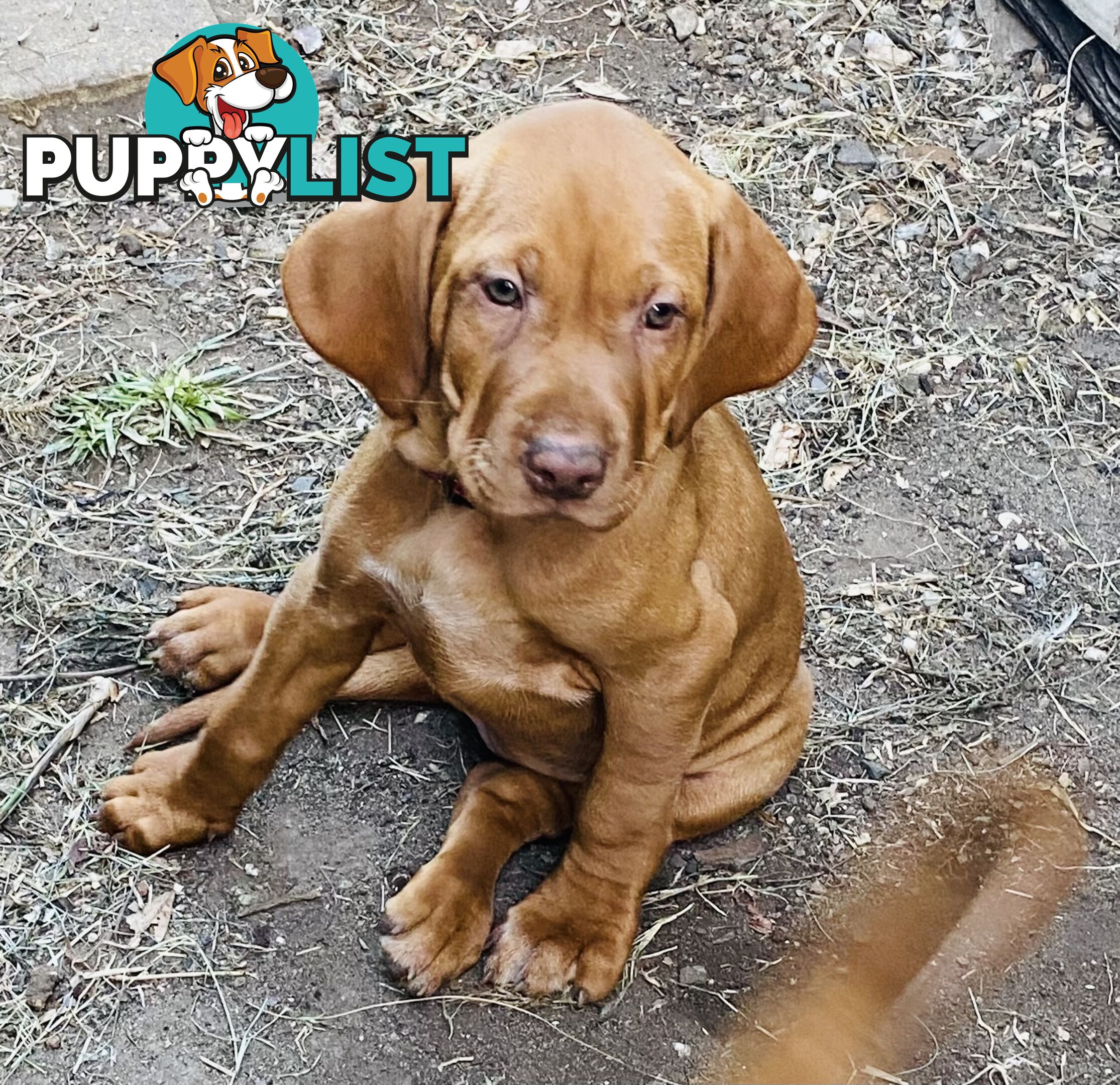 Hungarian vizsla puppies