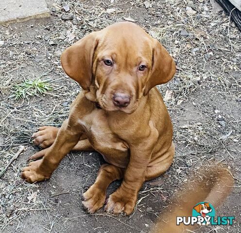 Hungarian vizsla puppies