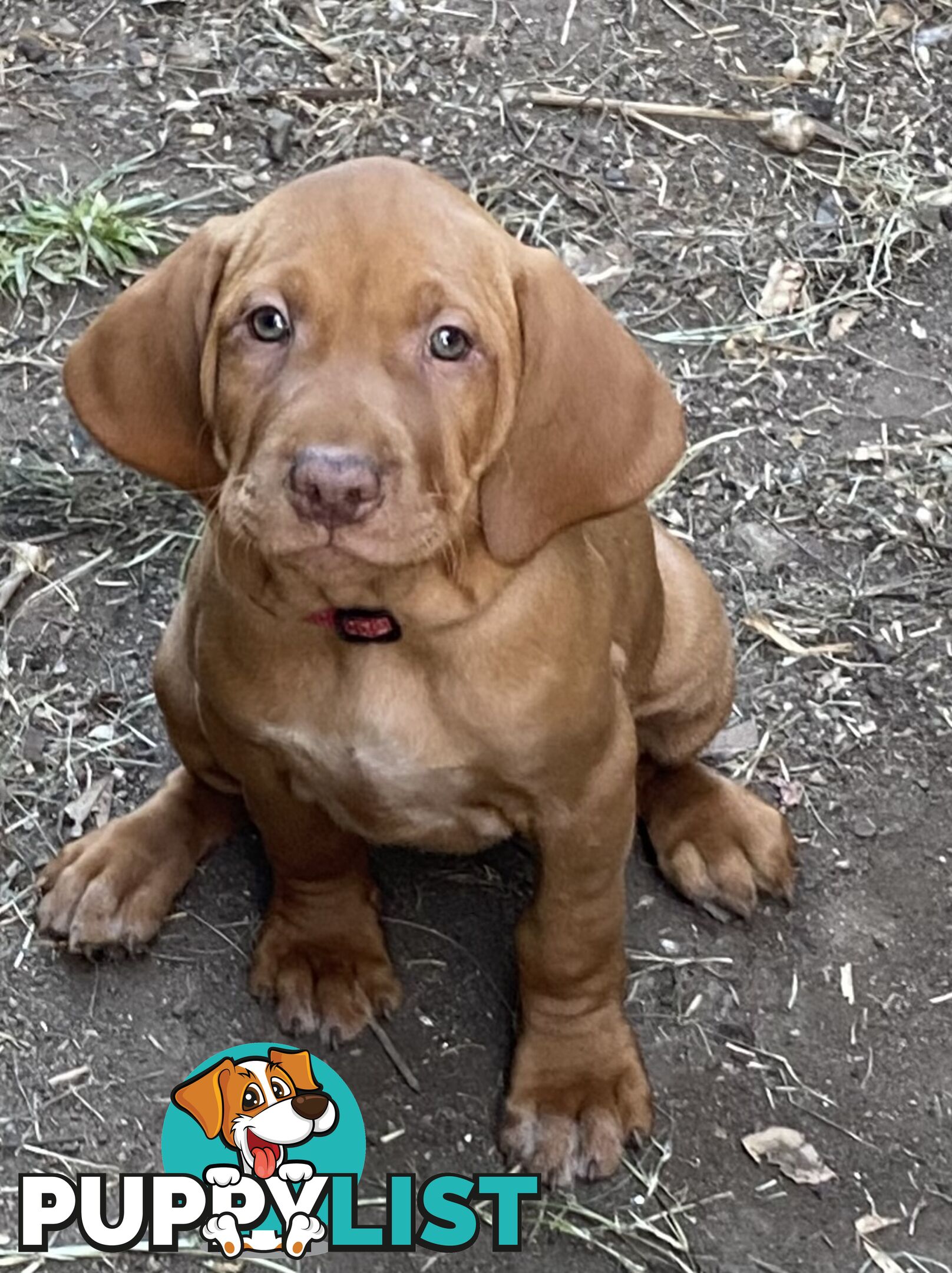 Hungarian vizsla puppies