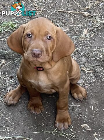 Hungarian vizsla puppies