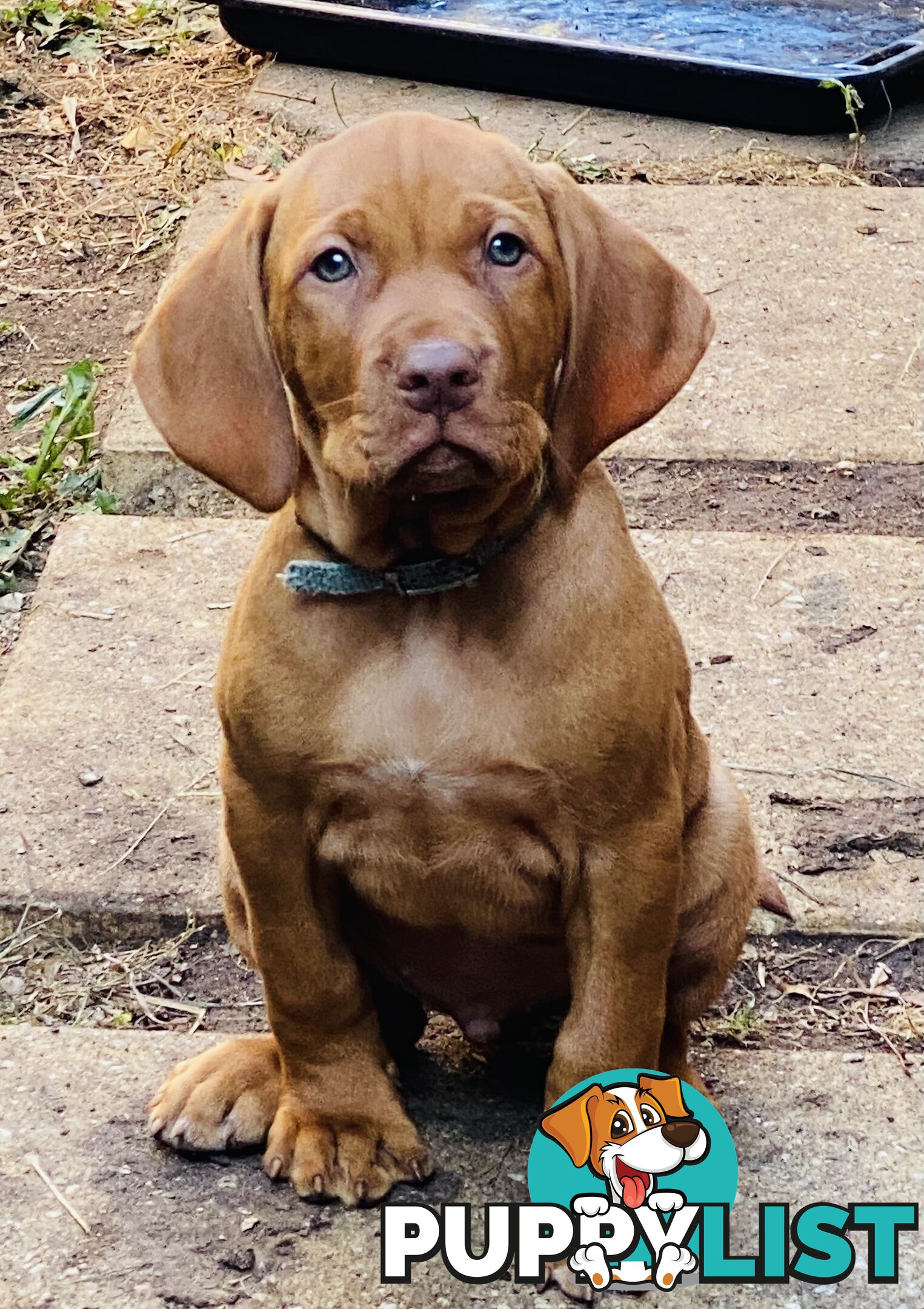 Hungarian vizsla puppies