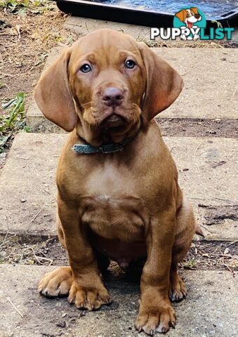 Hungarian vizsla puppies