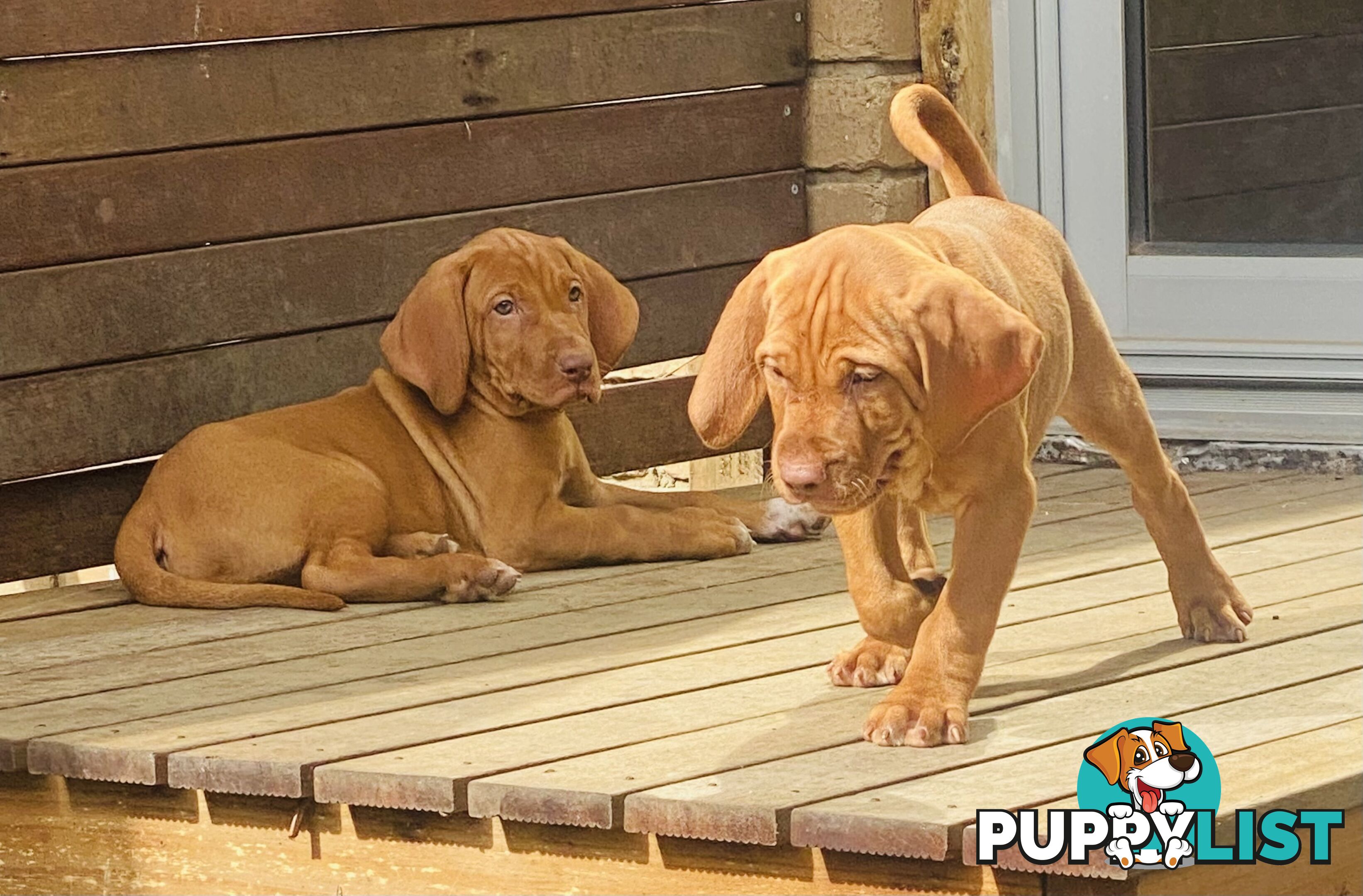 Hungarian vizsla puppies