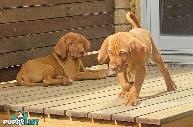 Hungarian vizsla puppies