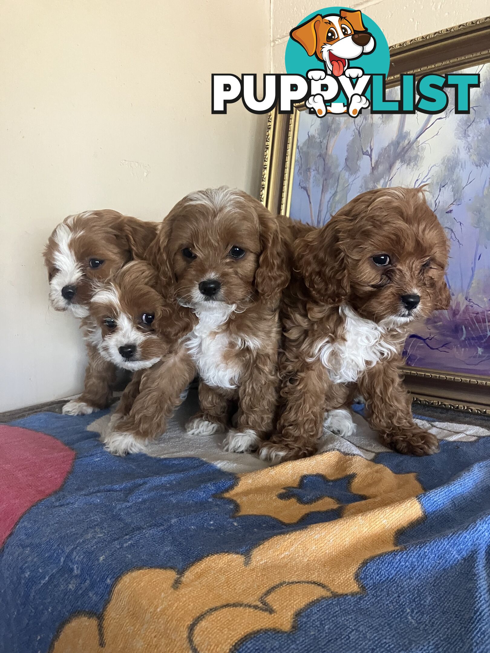 Cavoodle Pups