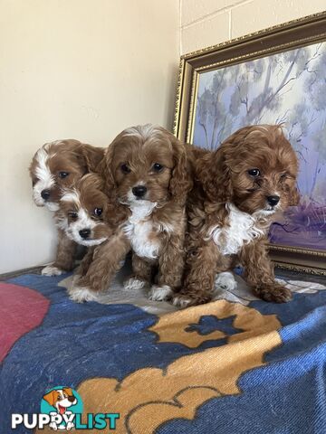 Cavoodle Pups