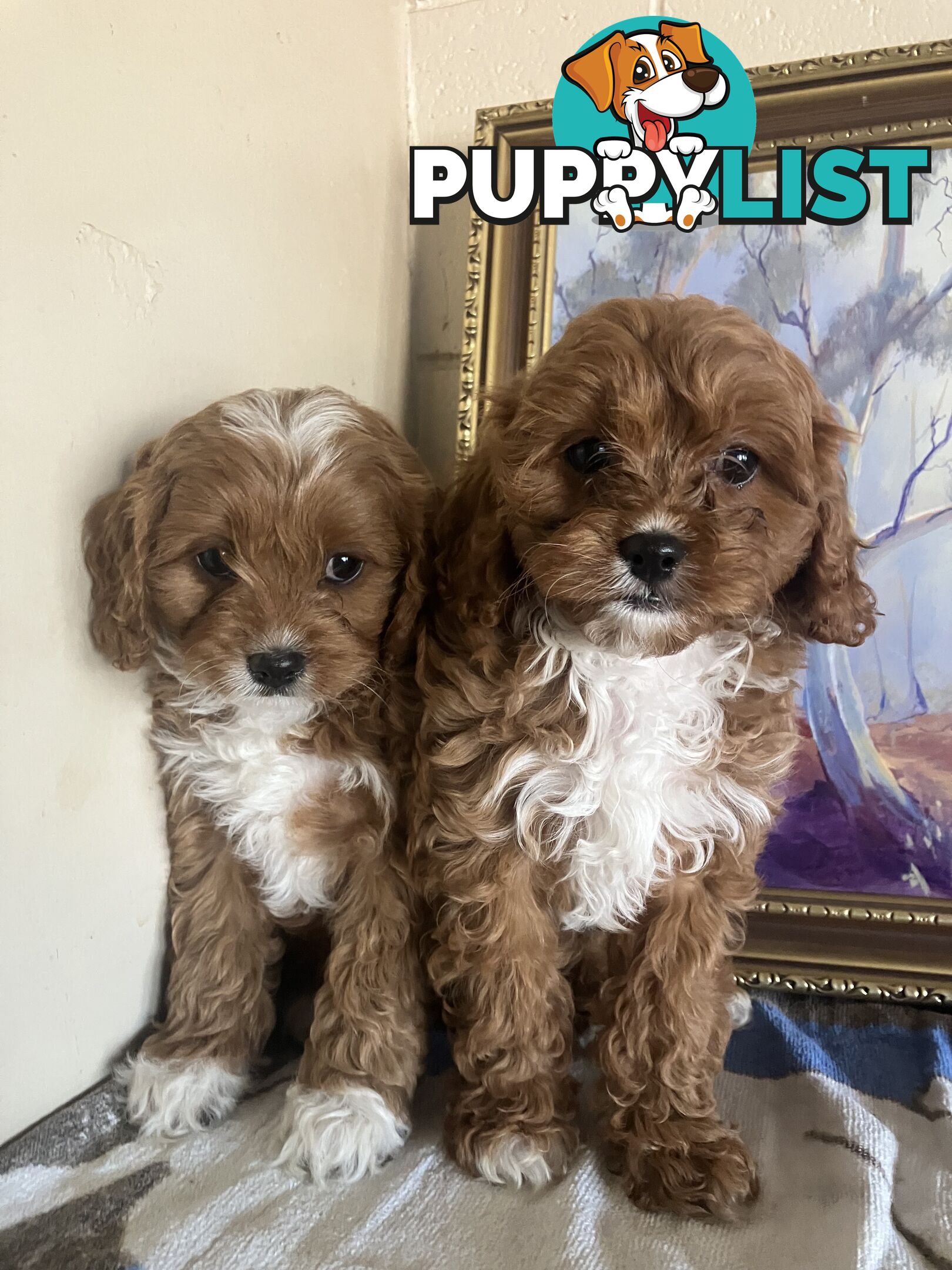 Cavoodle Pups