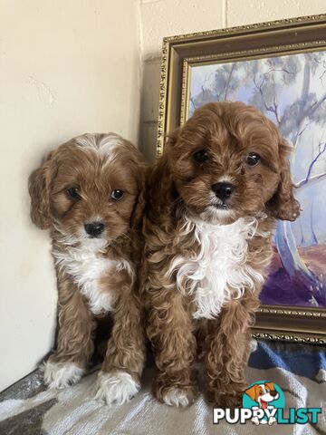 Cavoodle Pups