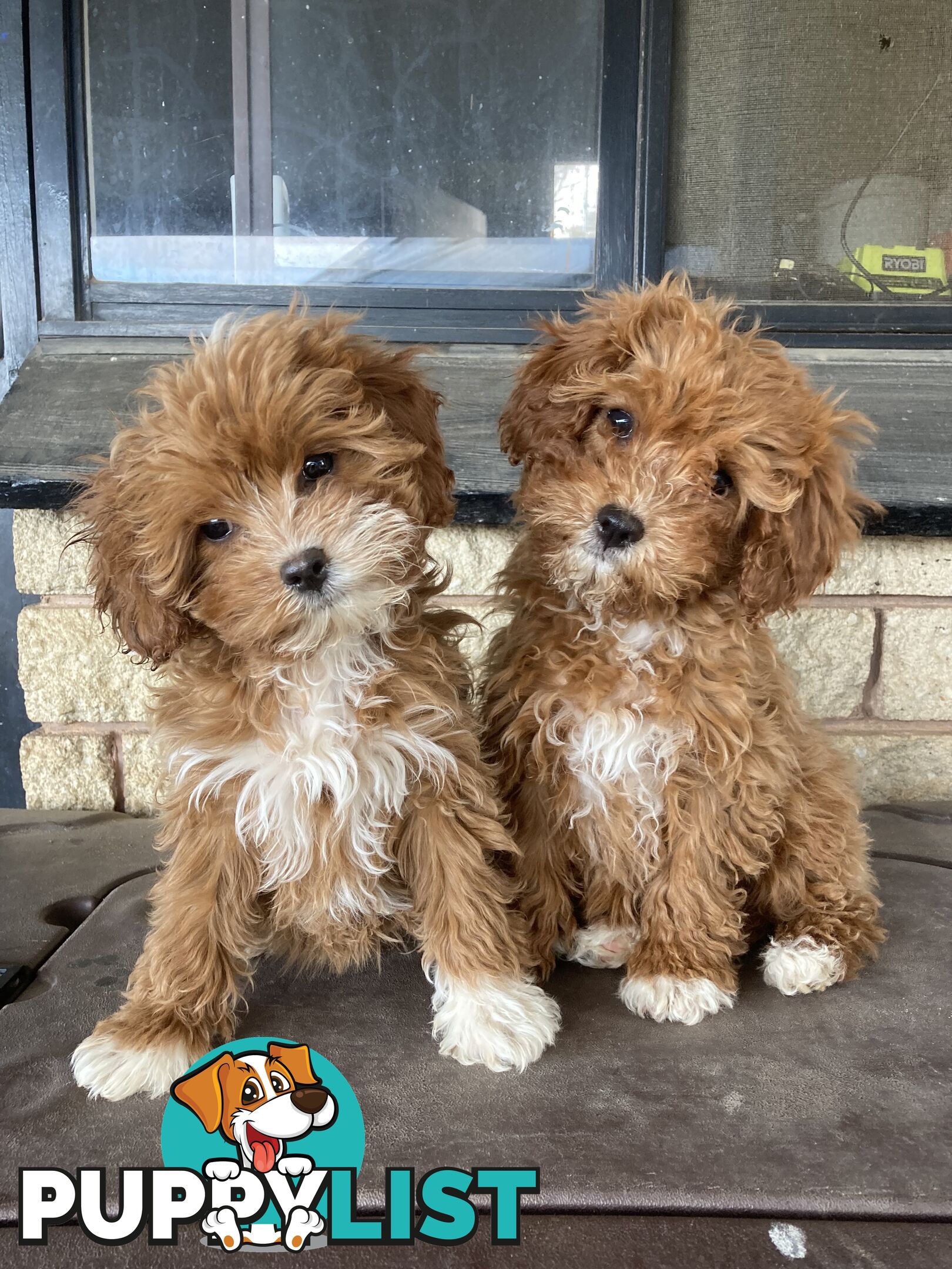 Cavoodle Pups