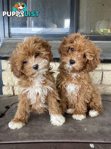 Cavoodle Pups