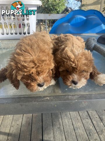 Cavoodle Pups