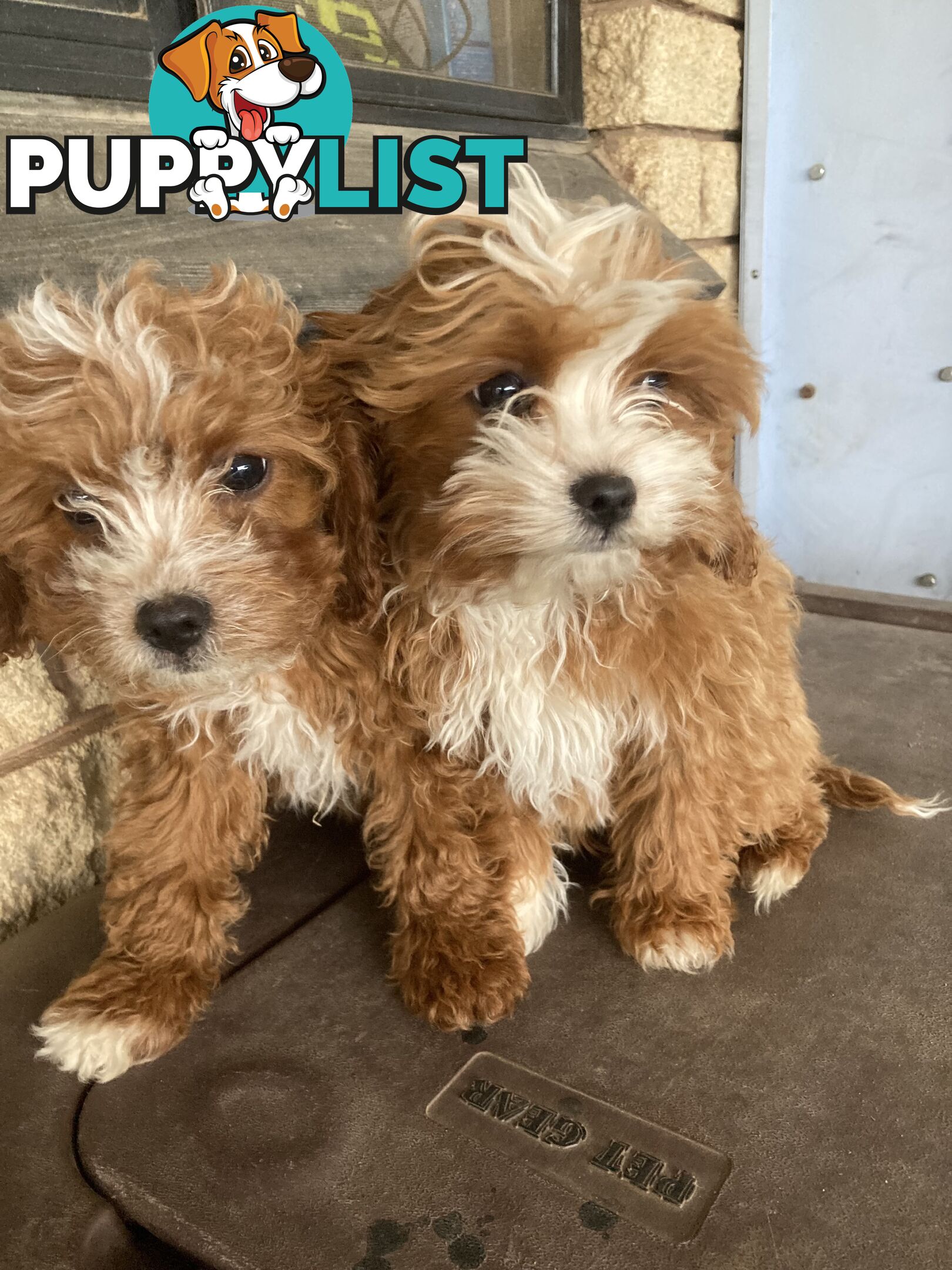 Cavoodle Pups