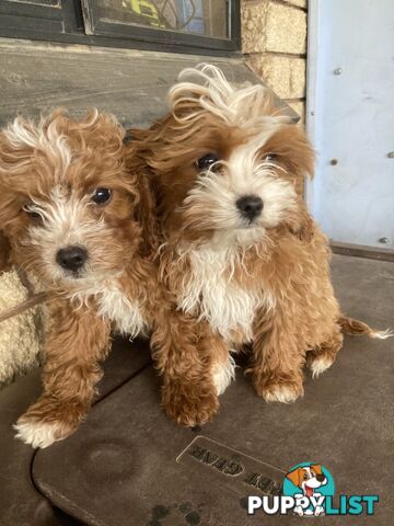 Cavoodle Pups