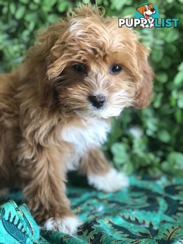 Cavoodle Pups