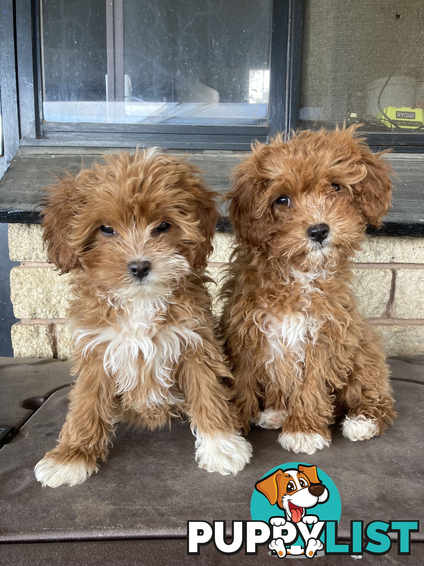 Cavoodle Pups