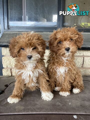 Cavoodle Pups