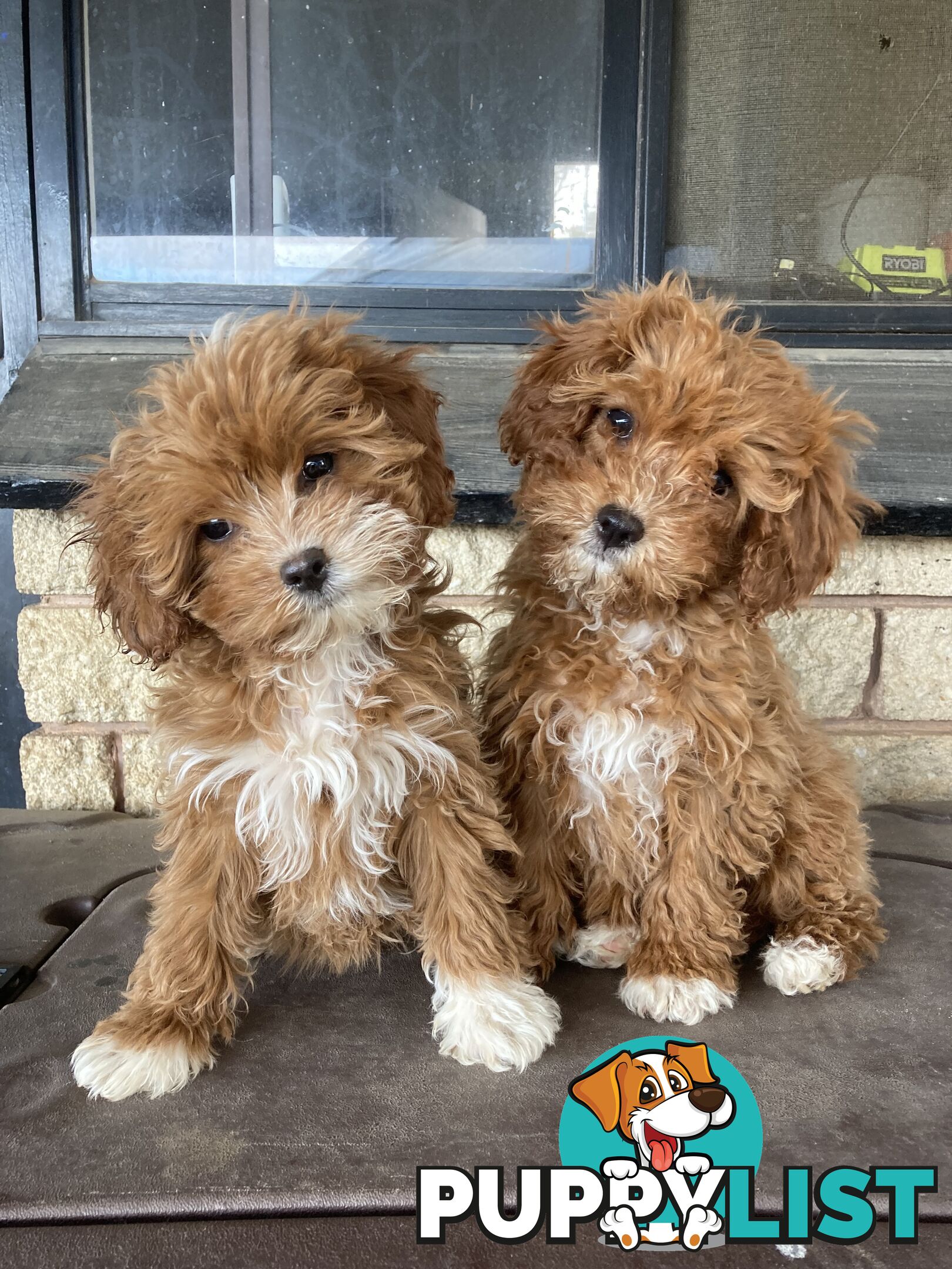 Cavoodle Pups